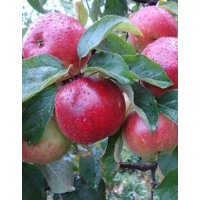 Яблоня Легенда