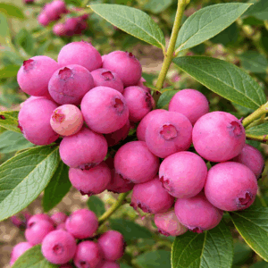 Пинк лимонад (Pink Lemonade): описание сорта розовой голубики, характеристики, выращивание и уход