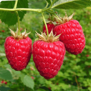 Лячка малина описание: характеристики сорта, урожайность, посадка и уход в России